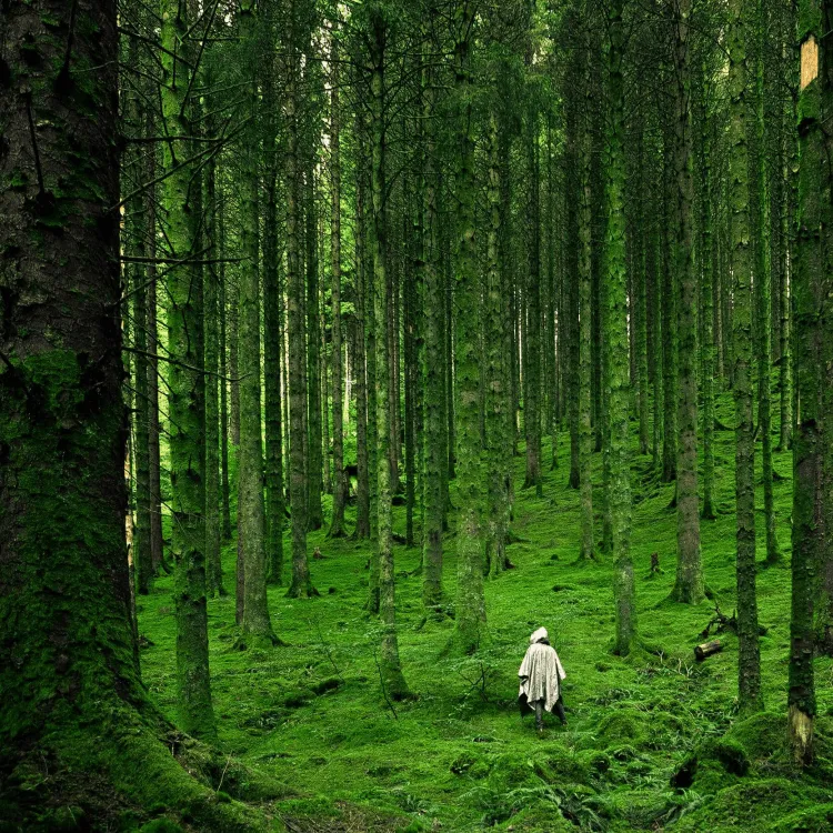 Sustainable event in forest setting