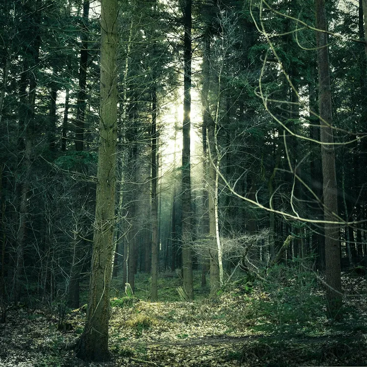 Sustainable forest landscape